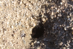 Veromessor pergandei