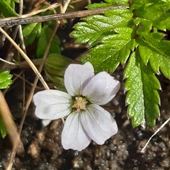 Geranium potentilloides