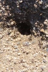 Veromessor pergandei