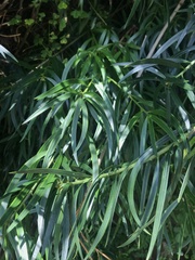 Podocarpus salignus