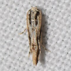 Melanocinclis lineigera