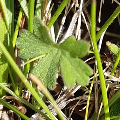 Geranium potentilloides
