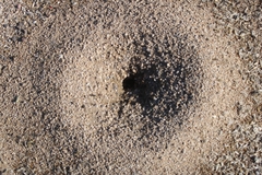 Veromessor pergandei