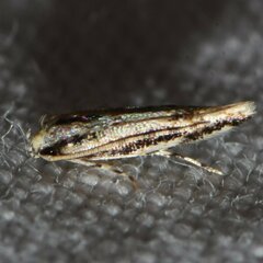 Melanocinclis lineigera