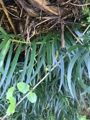 Podocarpus salignus