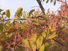 Lorantheae