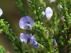 Psoralea aculeata