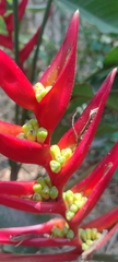 Heliconia farinosa