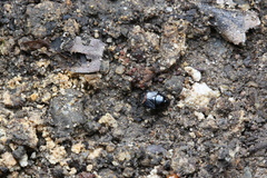 Geotomini
