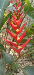Heliconia farinosa