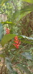 Heliconia farinosa
