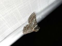 Hypobapta tachyhalotaria