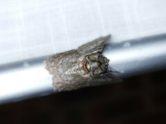 Hypobapta tachyhalotaria