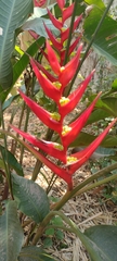 Heliconia farinosa