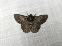 Hypobapta tachyhalotaria