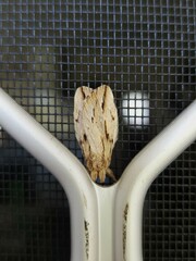 Ecnomodes sagittaria