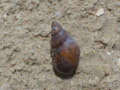 Phasianella australis