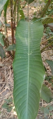 Heliconia farinosa
