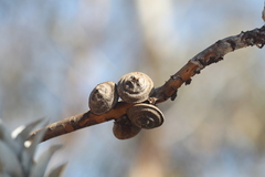 Eucalyptus macrocarpa