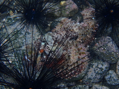 Scorpaenopsis