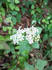 Verbesina microptera