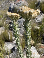 Syncarpha milleflora