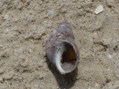 Phasianella australis