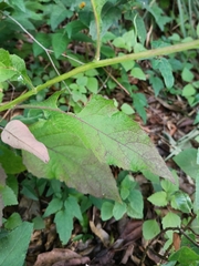 Verbesina microptera