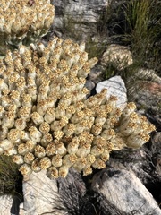 Syncarpha milleflora