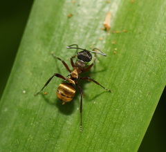 Polyrhachis rufifemur