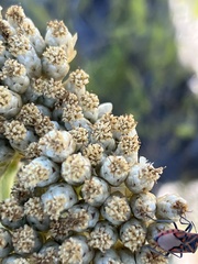 Syncarpha milleflora