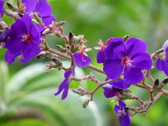 Pleroma heteromallum