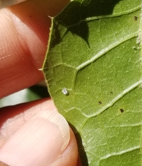Aleuroplatus coronata