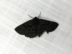 Melanodes anthracitaria