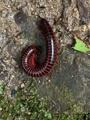 Rhinocricidae