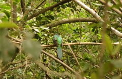 Apaloderma narina narina