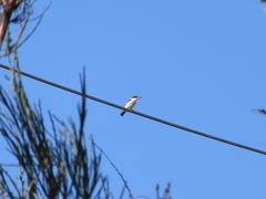 Todiramphus sanctus vagans