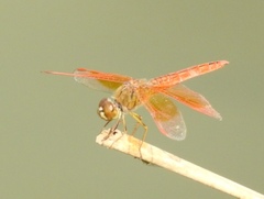 Brachythemis contaminata