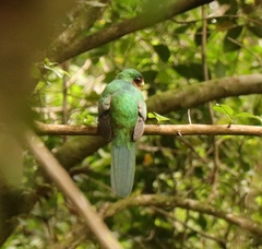Apaloderma narina narina
