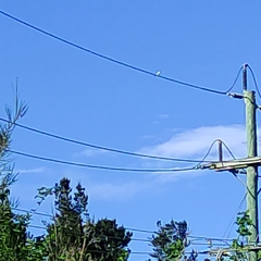 Todiramphus sanctus vagans