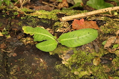 Streptocarpus rexii