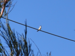 Todiramphus sanctus vagans