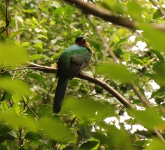 Apaloderma narina narina