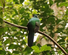 Apaloderma narina narina