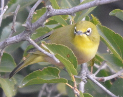 Zosterops pallidus