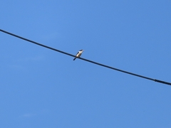 Todiramphus sanctus vagans