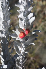 Eucalyptus macrocarpa