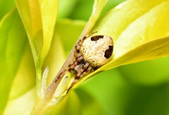 Salsa brisbanae