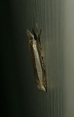 Crambus quinquareatus