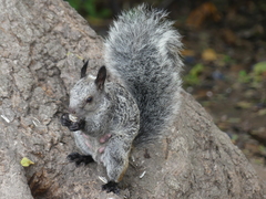Sciurus stramineus